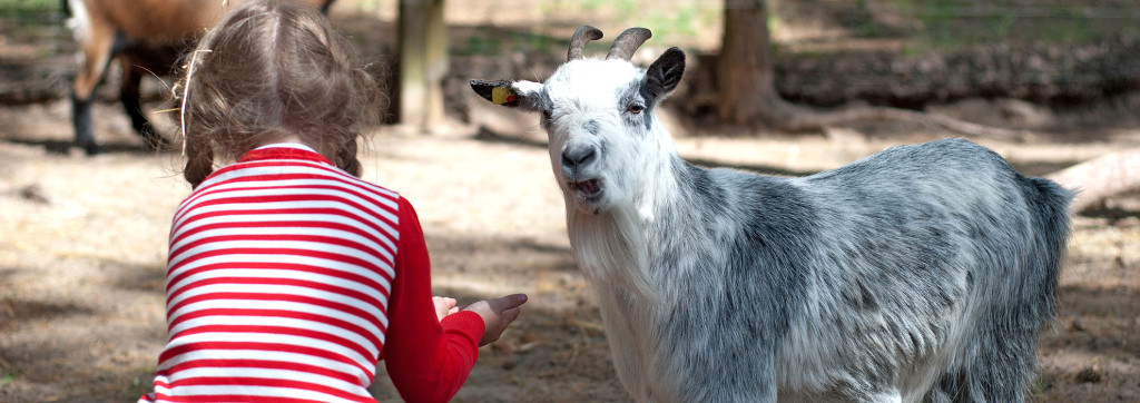 streichelzoo-s02-1024x362